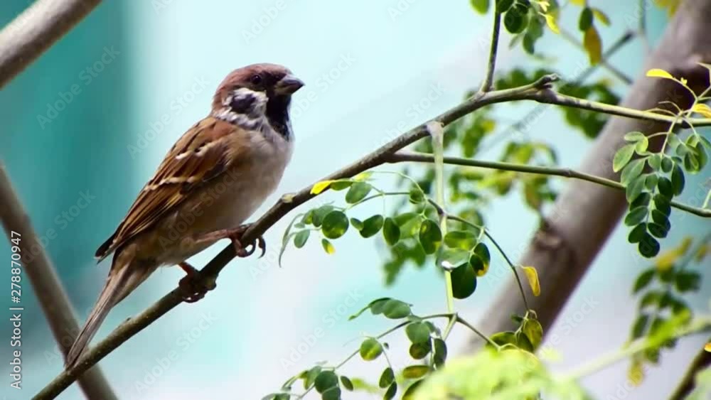Typical tiny sparrow takes a break on a tree branch in Cebu, Philippines.