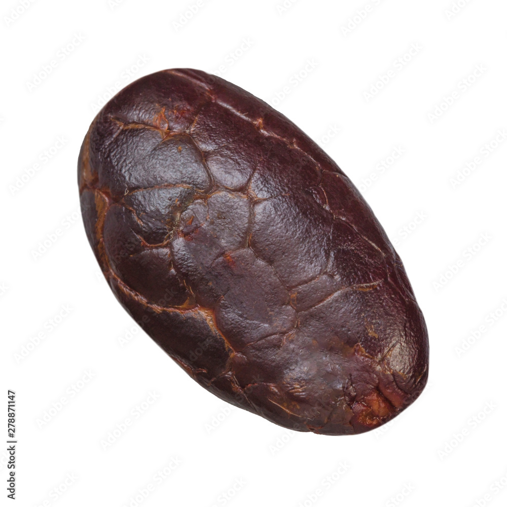 single dried cacao bean isolated on white background