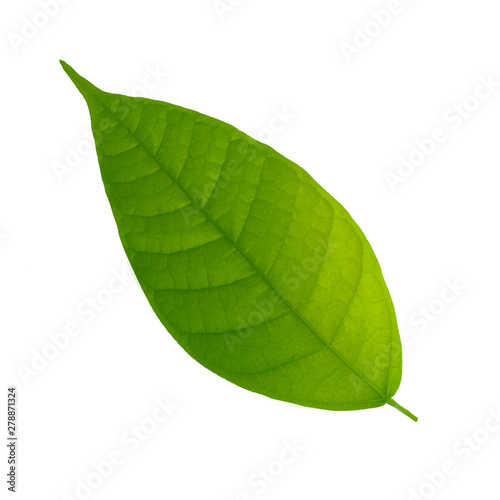 fresh green cacao leaf isolated on white background