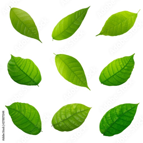 set of fresh green cacao leaves isolated on white background © lewal2010