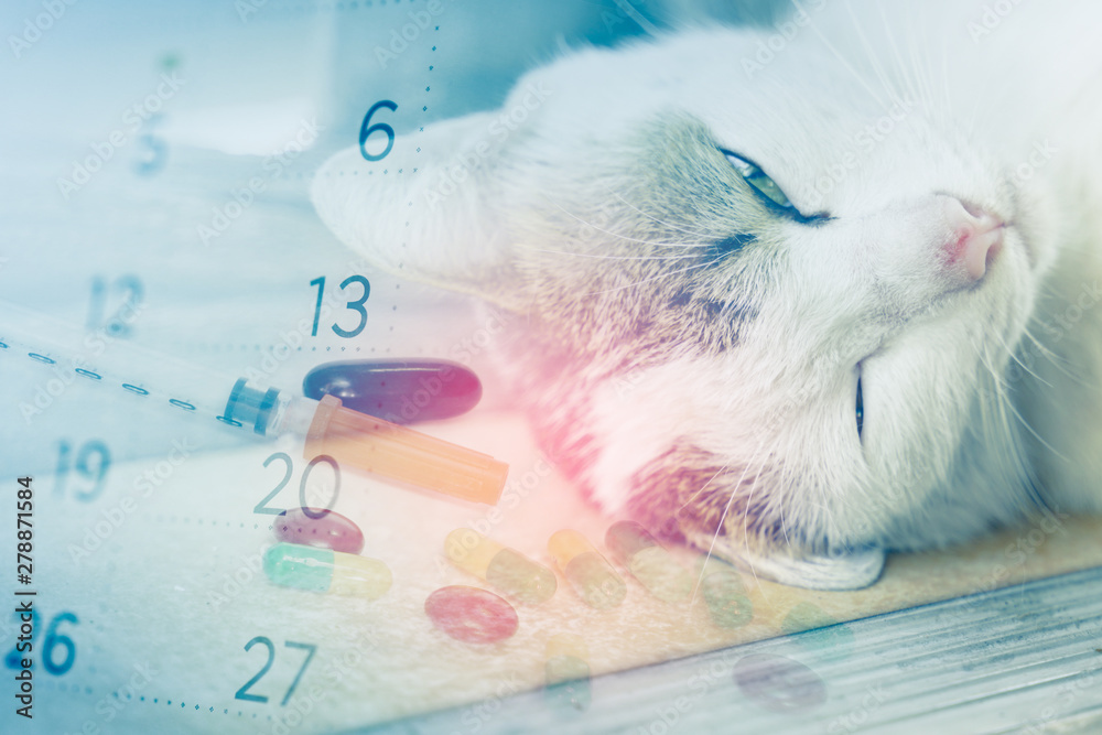 medicine for sick cat