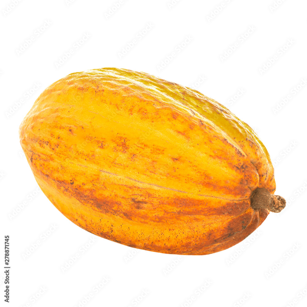 fresh yellow cacao pod isolated on white background
