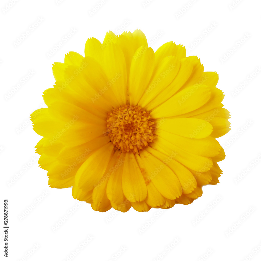 calendula flower isolated on white background calendula flower isolated on white background