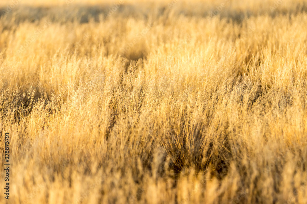 Obraz premium Steppengras