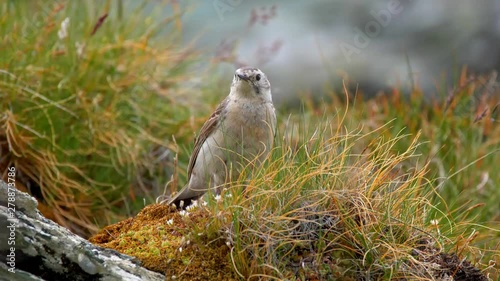 Water pipit (Anthus spinoletta) in mountain environment photo