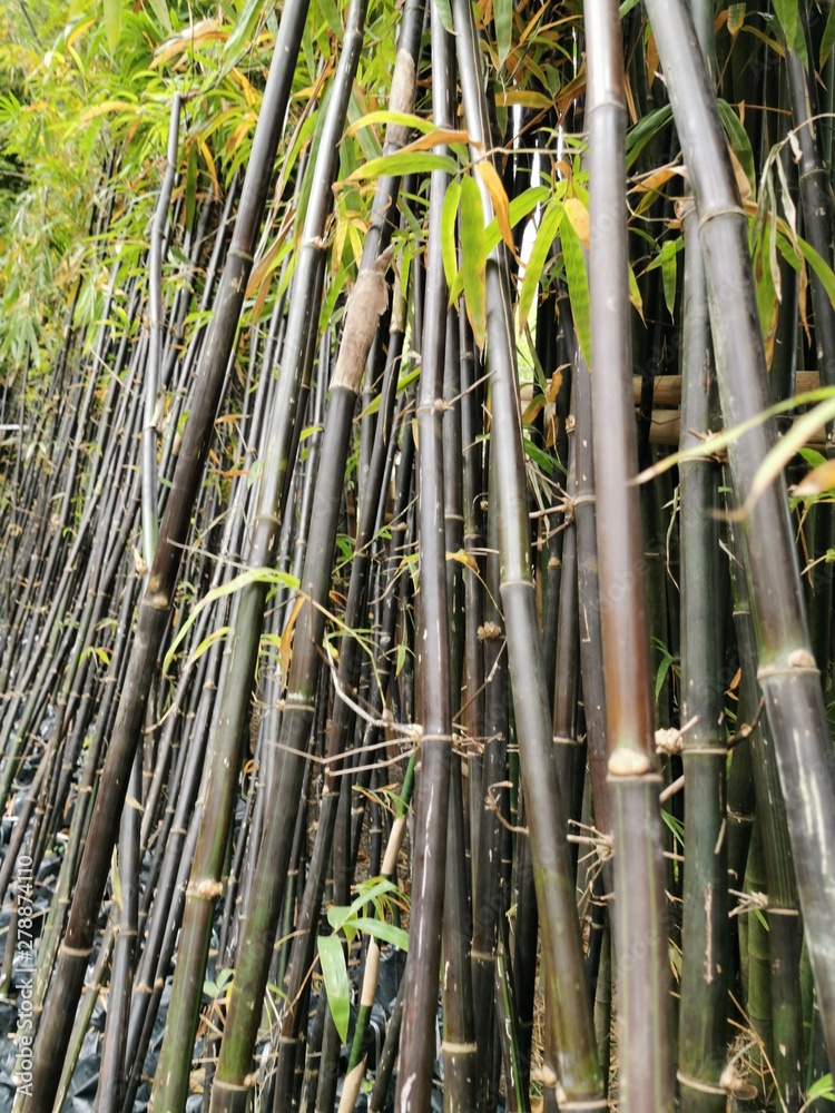 Obraz premium bamboo, background, forest, japan, nature, texture, green, natural, zen, garden, asia, plant, wood, growth, japanese, fence, tree, asian, tropical, culture, material, gardening, old, brown, branch, pa