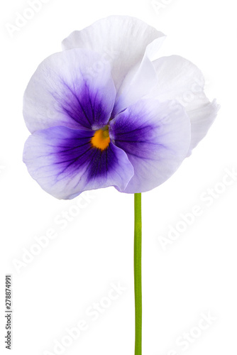 viola flower isolated