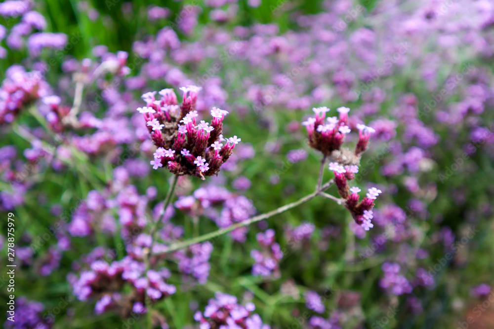 Closeup to purple lavender flower with blurred Closeup to purple lavender flower with blurred