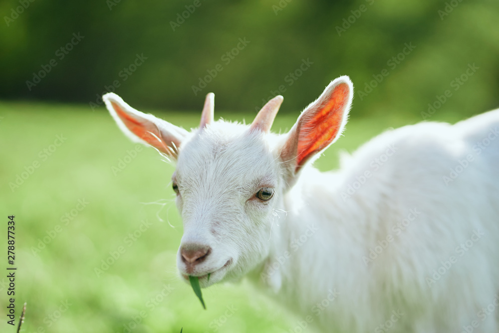 goat on a meadow