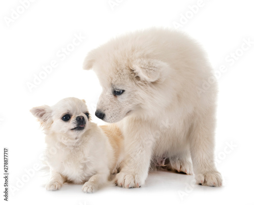 puppy samoyed dog and chihuahua © cynoclub