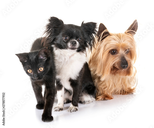 Fototapeta Naklejka Na Ścianę i Meble -  black kitten and little dogs