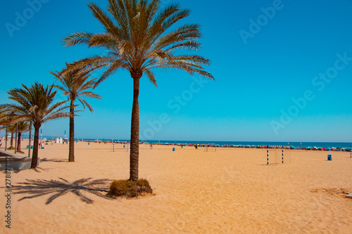 beach with palm trees