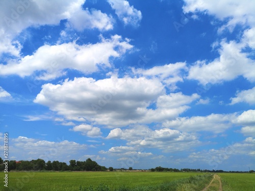 white clouds in the blue sky natural background nature rice tree grassy lush verdancy verdant verdantly verdure verdurous verdurousness greenery greenish Green fields grass green manicured lawns