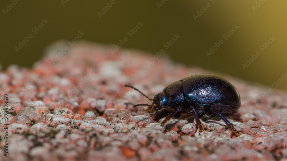 Himmelblauer Blattkäfer auf buntem Kies Himmelblauer Blattkäfer auf buntem Kies