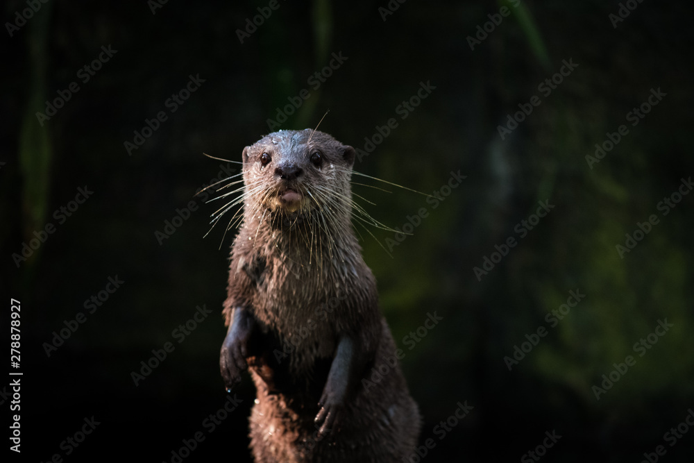 River Otter River Otter