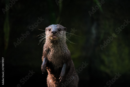 River Otter