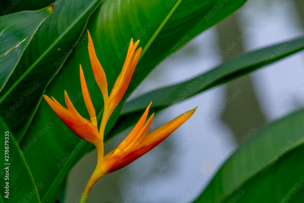 Obraz premium Colorful flower blooming in the field.