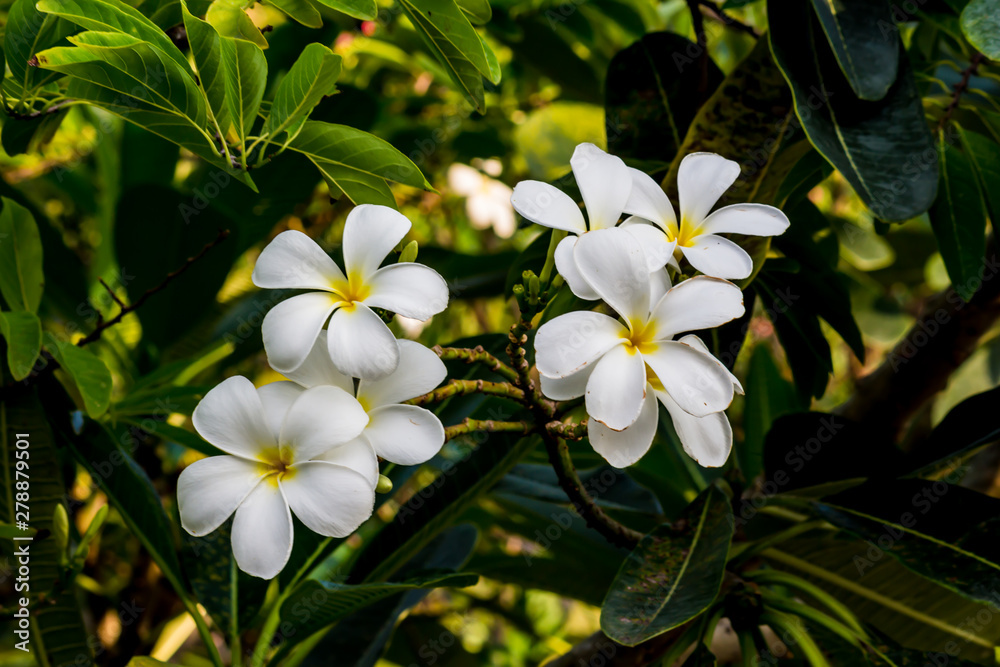 White plumeria on Plumeria leaves background.