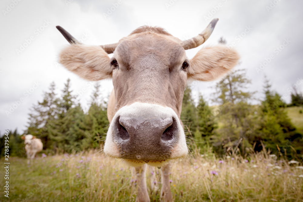 Cute close-up portrait of a cow on a pasture at green mountain heels.