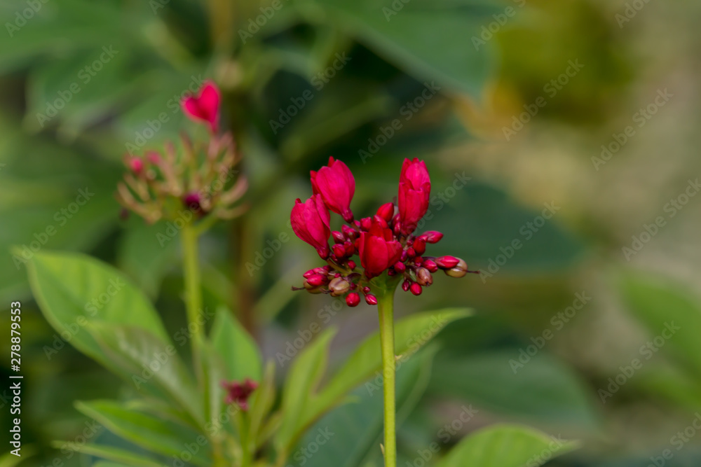 Fototapeta premium Colorful flower blooming in the field.