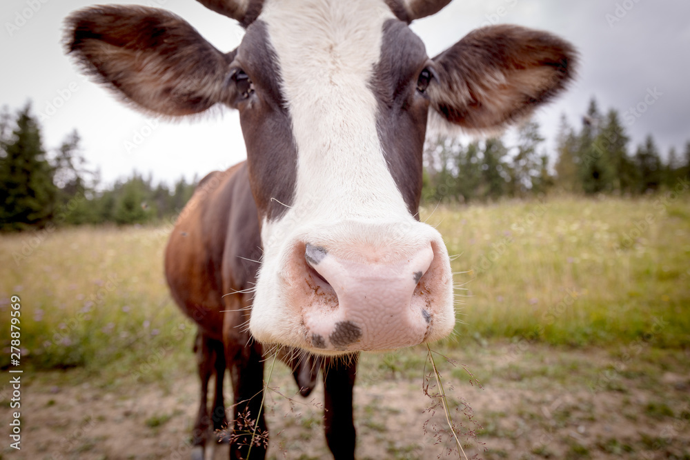 Cute close-up portrait of a cow on a pasture at green mountain heels.