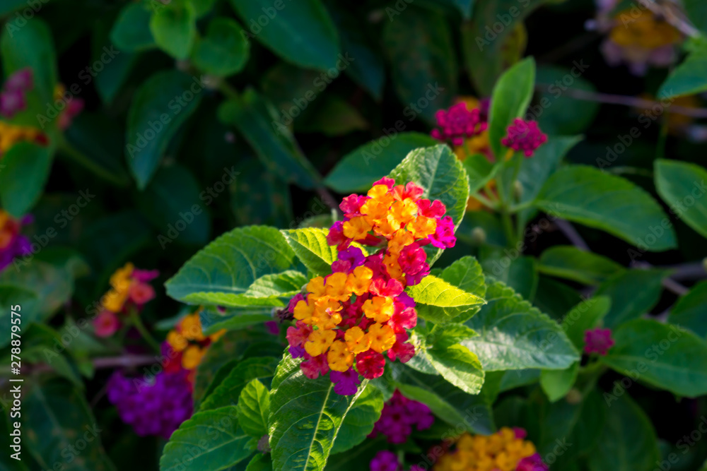 Fototapeta premium Colorful flower blooming in the field.