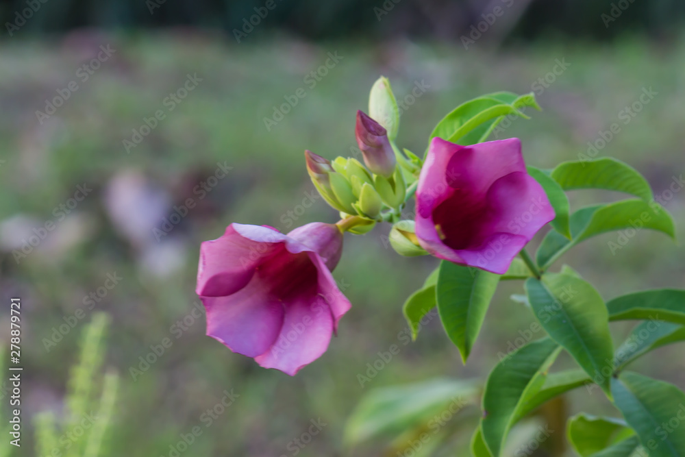 Beautiful flower,Pink flower background of flower. Beautiful flower,Pink flower background of flower.