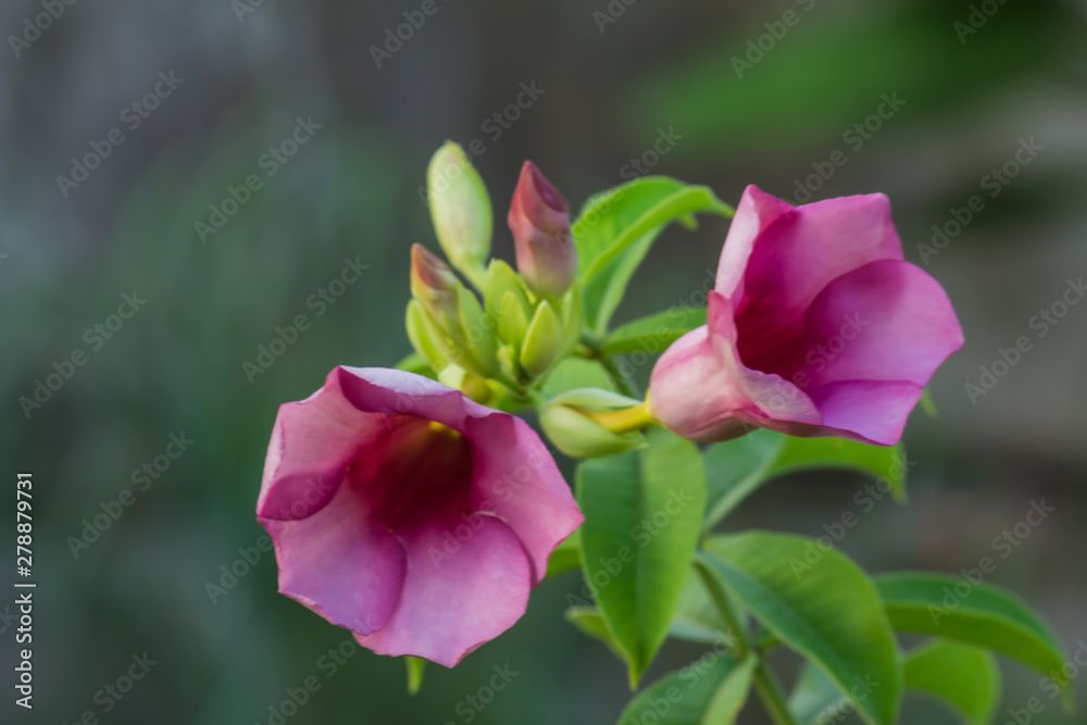 Beautiful flower,Pink flower background of flower.