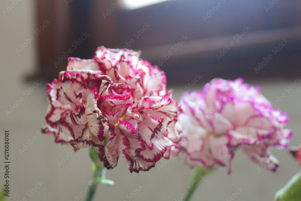 Fototapeta premium Carnation Flower Detail