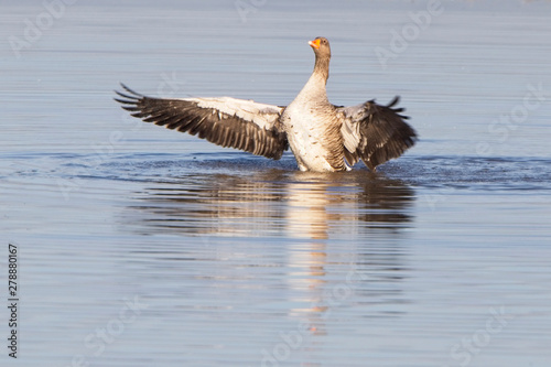 Greylag Goose (Anser anser), wing-flapping on a lake, Gloucestershire, England, UK.