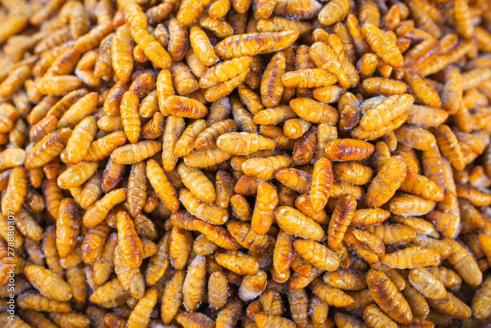 Fried silkworm pupa food in Thailand, High protein foods. Fried silkworm pupa food in Thailand, High protein foods.