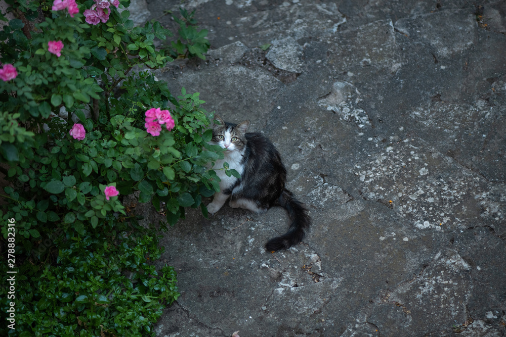 A Cat relaxing in the garden