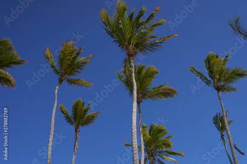 palm trees against blue sky