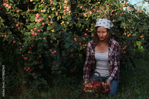 Young woman picking apple, holding basket and smiling. Autumn harvesting concept. Fall, September, apple tree, farming