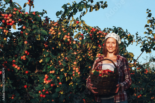 Young woman picking apple, holding basket and smiling. Autumn harvesting concept. Fall, September, orchard, apple tree