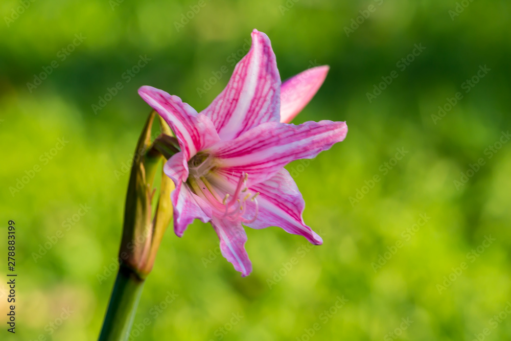 Fototapeta premium Beautiful flower,Pink flower background of flower.