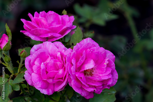 Beautiful flower Pink flower background of flower.