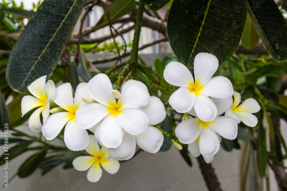 Obraz premium White plumeria on Plumeria leaves background.