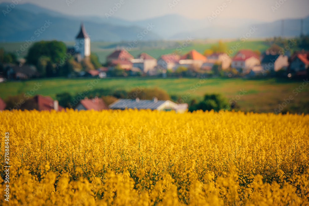 Yellow spring rural landscape, church and village. Cloza agricultural field