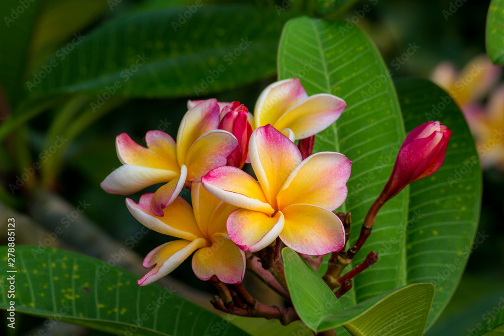 Fototapeta premium Plumeria on Plumeria leaves background.