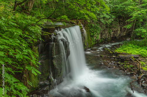 The fresh green of Aomori Prefecture Oirase mountain stream