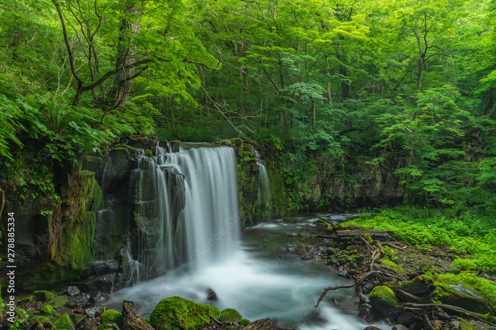 Obraz premium The fresh green of Aomori Prefecture Oirase mountain stream