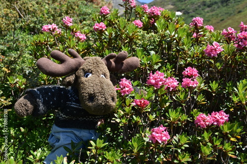 Alpenrose, Bewimperte Alpenrose, Almrausch, Elch, Stofftier, Geweih, Plüsch, Almenrausch, Steinrose, Blüte, Blüten, Rhododendron hirsutum, Pflanze, Blütezeit, Sommer, Strauch, immergrün, Busch, buschi photo