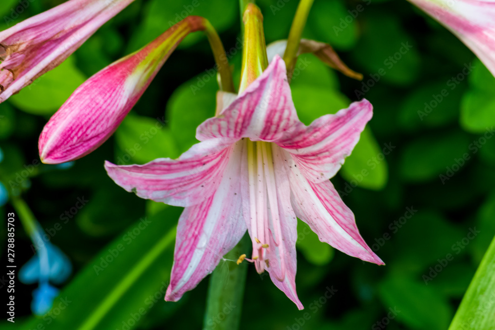 Beautiful flower,Pink flower background of flower.