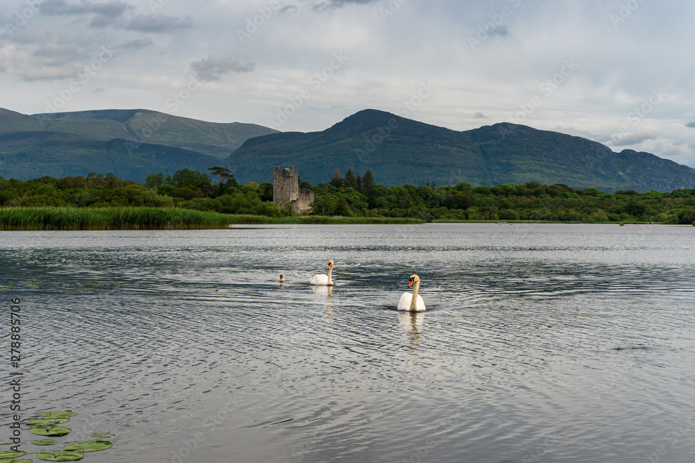 Pair of swans with a baby swan swimming towards the lake shore looking for scraps. Landscape on the Lough Leane lake with the iconic Ross Castle in the background in Killarney, Co Kerry, Ireland.