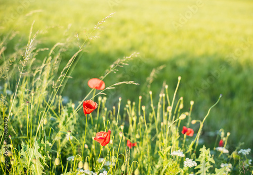 Green field with agriculture meadow and wildflowers in peaceful garden.