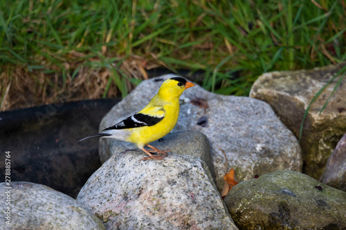 Fototapet The American goldfinch (Spinus tristis) at the edge of a small stream