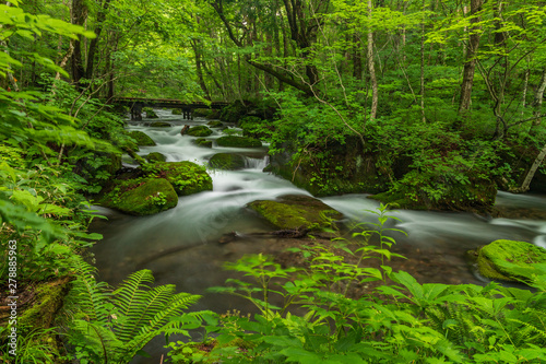 The fresh green of Aomori Prefecture Oirase mountain stream