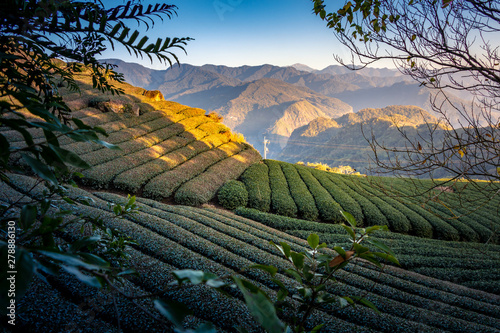 Oolong Tea Plantation, Alishan, Taiwan