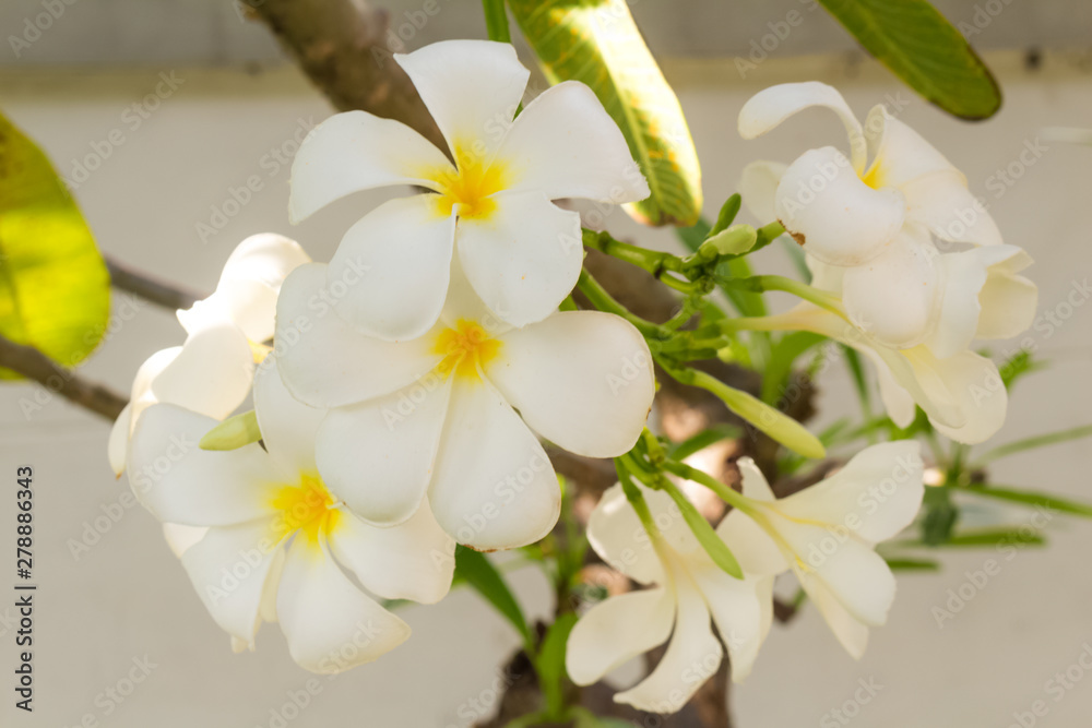 White plumeria on Plumeria leaves background.